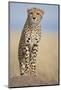Cheetah on Termite Mound-Paul Souders-Mounted Photographic Print