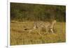 Cheetah on the Move, Maasai Mara Wildlife Reserve, Kenya-Jagdeep Rajput-Framed Photographic Print