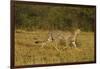 Cheetah on the Move, Maasai Mara Wildlife Reserve, Kenya-Jagdeep Rajput-Framed Photographic Print