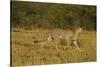 Cheetah on the Move, Maasai Mara Wildlife Reserve, Kenya-Jagdeep Rajput-Stretched Canvas