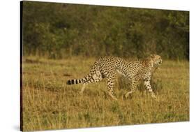 Cheetah on the Move, Maasai Mara Wildlife Reserve, Kenya-Jagdeep Rajput-Stretched Canvas