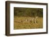 Cheetah on the Move, Maasai Mara Wildlife Reserve, Kenya-Jagdeep Rajput-Framed Photographic Print