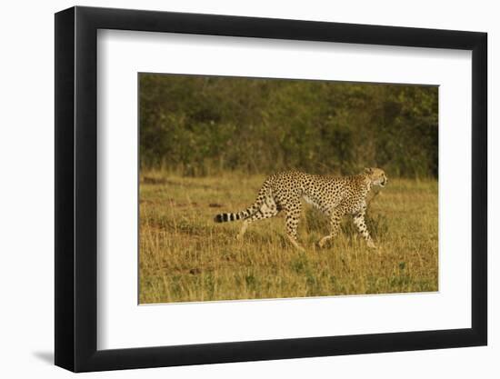 Cheetah on the Move, Maasai Mara Wildlife Reserve, Kenya-Jagdeep Rajput-Framed Photographic Print