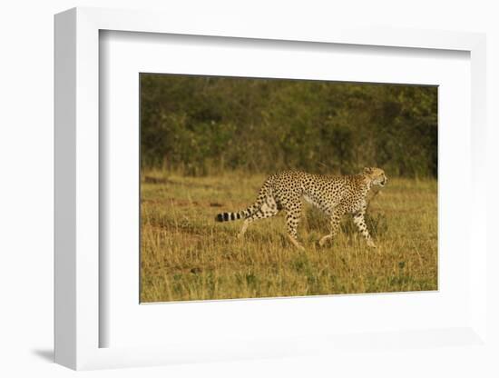 Cheetah on the Move, Maasai Mara Wildlife Reserve, Kenya-Jagdeep Rajput-Framed Photographic Print