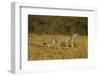 Cheetah on the Move, Maasai Mara Wildlife Reserve, Kenya-Jagdeep Rajput-Framed Photographic Print