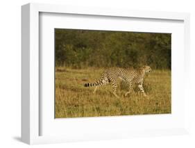 Cheetah on the Move, Maasai Mara Wildlife Reserve, Kenya-Jagdeep Rajput-Framed Photographic Print