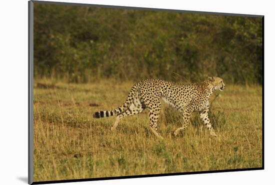 Cheetah on the Move, Maasai Mara Wildlife Reserve, Kenya-Jagdeep Rajput-Mounted Photographic Print