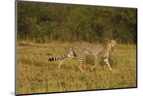 Cheetah on the Move, Maasai Mara Wildlife Reserve, Kenya-Jagdeep Rajput-Mounted Photographic Print