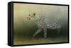 Cheetah on the Prowl-Jai Johnson-Framed Stretched Canvas