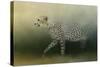 Cheetah on the Prowl-Jai Johnson-Stretched Canvas