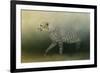 Cheetah on the Prowl-Jai Johnson-Framed Giclee Print