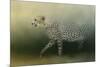 Cheetah on the Prowl-Jai Johnson-Mounted Giclee Print