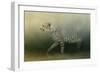 Cheetah on the Prowl-Jai Johnson-Framed Giclee Print