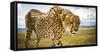 Cheetah on the Safari Vehicle in Maasai Mara, Kenya-Axel Brunst-Framed Stretched Canvas