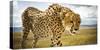 Cheetah on the Safari Vehicle in Maasai Mara, Kenya-Axel Brunst-Stretched Canvas