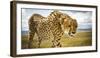 Cheetah on the Safari Vehicle in Maasai Mara, Kenya-Axel Brunst-Framed Photographic Print