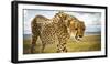 Cheetah on the Safari Vehicle in Maasai Mara, Kenya-Axel Brunst-Framed Photographic Print