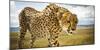 Cheetah on the Safari Vehicle in Maasai Mara, Kenya-Axel Brunst-Mounted Photographic Print