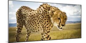 Cheetah on the Safari Vehicle in Maasai Mara, Kenya-Axel Brunst-Mounted Photographic Print