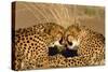 Cheetah Pair Grooming, Facing-null-Stretched Canvas