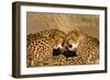 Cheetah Pair Grooming, Facing-null-Framed Photographic Print