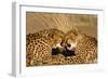 Cheetah Pair Grooming, Facing-null-Framed Photographic Print