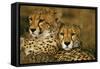 Cheetah Pair-null-Framed Stretched Canvas