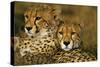 Cheetah Pair-null-Stretched Canvas