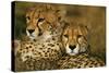 Cheetah Pair-null-Stretched Canvas