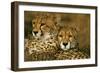 Cheetah Pair-null-Framed Photographic Print