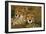 Cheetah Pair-null-Framed Photographic Print