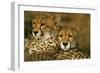 Cheetah Pair-null-Framed Photographic Print