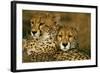 Cheetah Pair-null-Framed Photographic Print