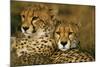 Cheetah Pair-null-Mounted Photographic Print