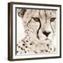 Cheetah Pattern-Frank & Susann Parker-Framed Art Print