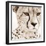 Cheetah Pattern-Frank & Susann Parker-Framed Art Print