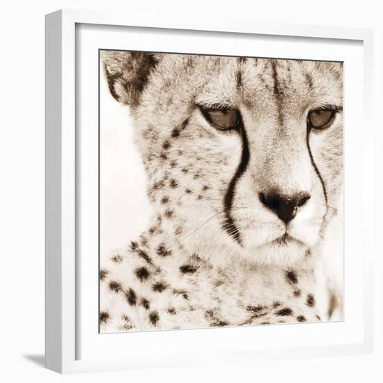 Cheetah Pattern-Frank & Susann Parker-Framed Art Print