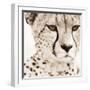 Cheetah Pattern-Frank & Susann Parker-Framed Art Print