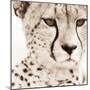 Cheetah Pattern-Frank & Susann Parker-Mounted Art Print