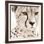 Cheetah Pattern-Frank & Susann Parker-Framed Art Print