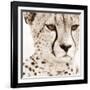 Cheetah Pattern-Frank & Susann Parker-Framed Art Print
