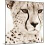 Cheetah Pattern-Frank & Susann Parker-Mounted Art Print