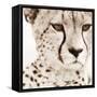 Cheetah Pattern-Frank & Susann Parker-Framed Stretched Canvas