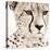 Cheetah Pattern-Frank & Susann Parker-Stretched Canvas