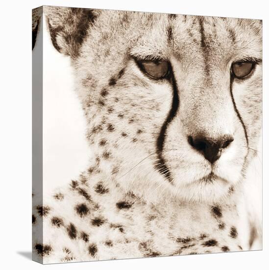 Cheetah Pattern-Frank & Susann Parker-Stretched Canvas