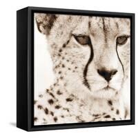 Cheetah Pattern-Frank & Susann Parker-Framed Stretched Canvas