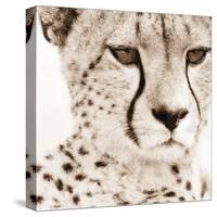 Cheetah Pattern-Frank & Susann Parker-Stretched Canvas