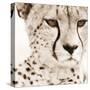 Cheetah Pattern-Frank & Susann Parker-Stretched Canvas