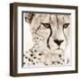 Cheetah Pattern-Frank & Susann Parker-Framed Art Print