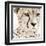 Cheetah Pattern-Frank & Susann Parker-Framed Art Print